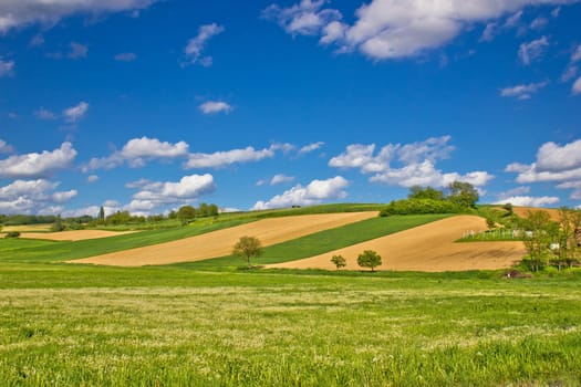 Green agricultural landscape under blue sky, northwestern Croatia