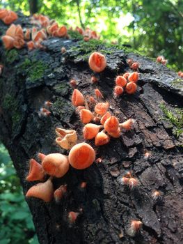 wild orange fungus in a forest