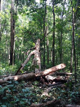 log in a forest