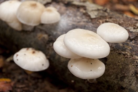 Oudemansiella Mucida on dead wood