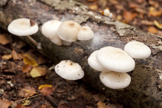 Oudemansiella Mucida on dead wood