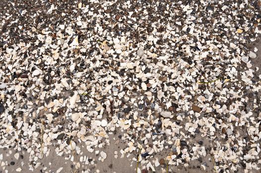 Seashells on the Baltic Beach