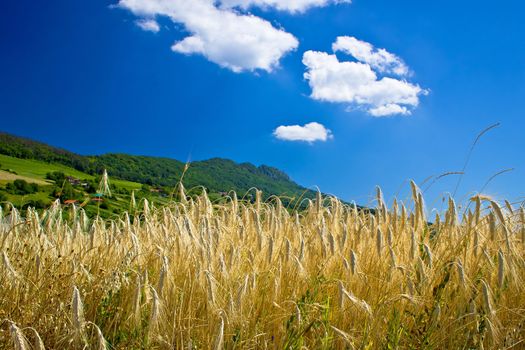 Wheat field under colorful mountain, Kalnik mountain, Croatia
