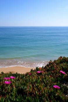 Algarve cliff coast scenario, whit "Carpobrotus edulis" plant specie over hedge