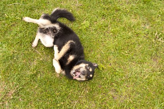 Boisterous dog in the grass