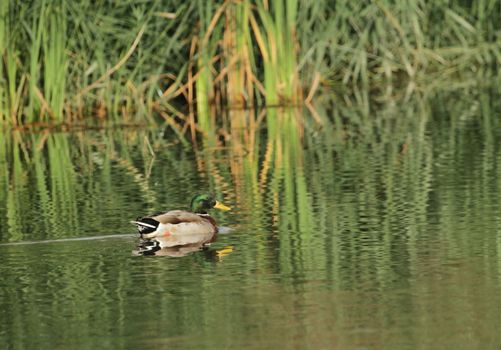 Male mallard duck floating quietly on the water pond next to vegetation