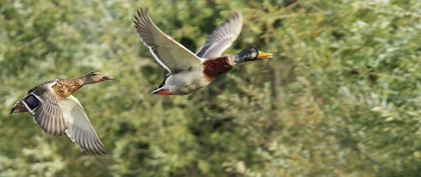 Couple of mallard duck flying next to trees