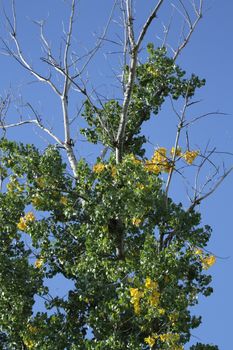 Few oranges leaves between green ones showing autumn season coming