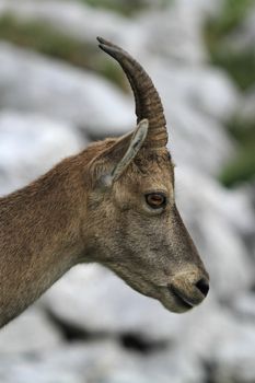 Female alpine ibex (capra ibex) or steinbock portrait in Alps mountain, France