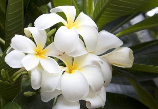 White plumeria flower nature beautiful blooming flowers.