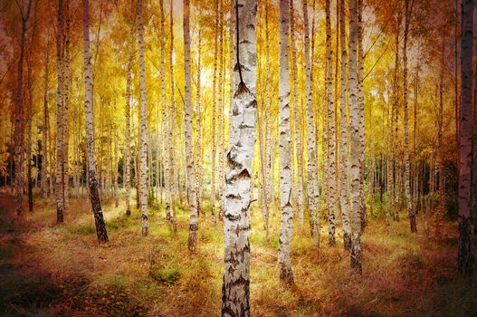 Birch forest in the fall, grungy style.