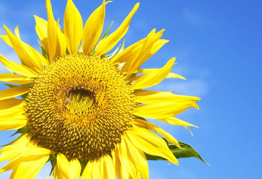 Sunflowers at The Field In Summer Nature.