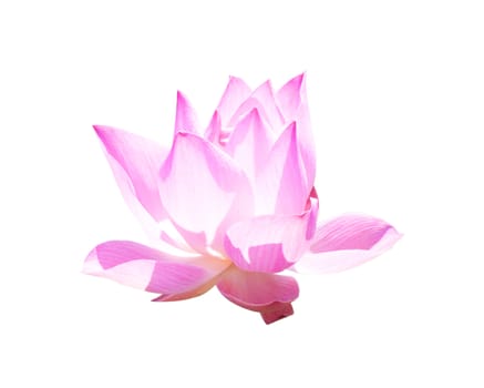 Beautiful lotus(Single lotus flower isolated on white background)