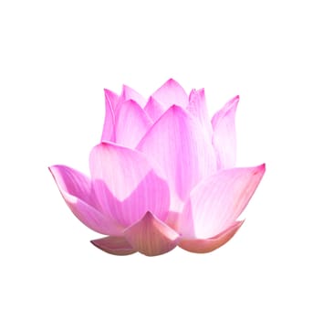 Beautiful lotus(Single lotus flower isolated on white background)