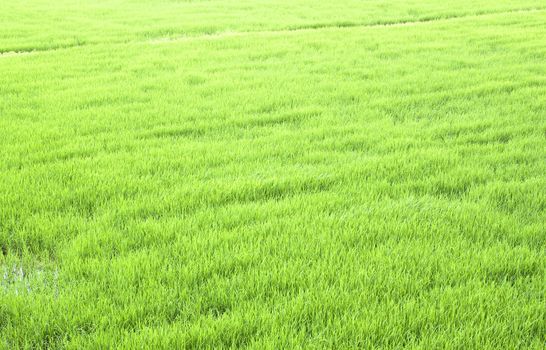 Rice fields, paddy rice in field green.