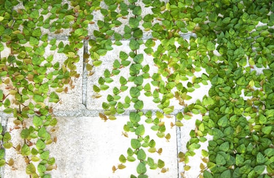 The Green Creeper Plant on the Wall