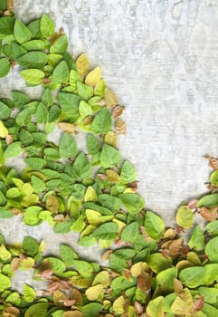 The Green Creeper Plant on the Wall