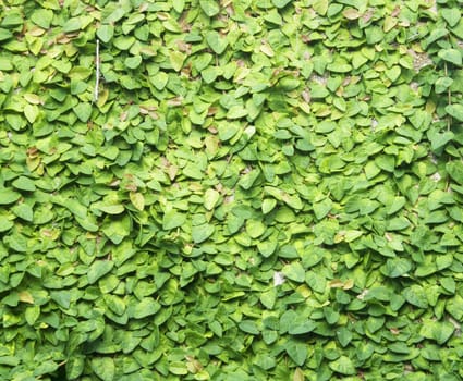 The Green Creeper Plant on the Wall