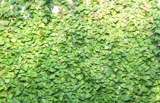 The Green Creeper Plant on the Wall