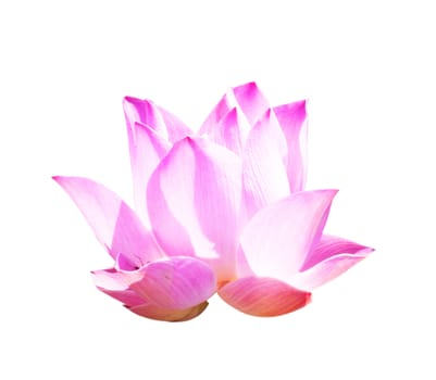 Beautiful lotus(Single lotus flower isolated on white background)