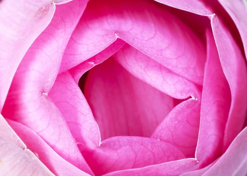 Beautiful lotus(Single lotus flower isolated on white background)