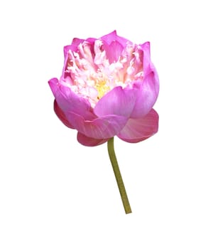 Beautiful lotus(Single lotus flower isolated on white background)