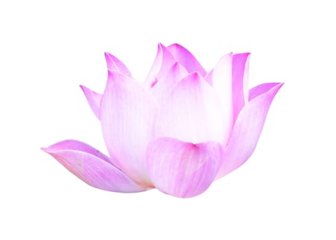 Beautiful lotus(Single lotus flower isolated on white background)