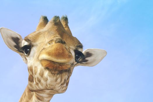 Portrait of a giraffe against a blue sky