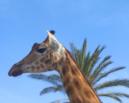 Portrait of a giraffe against a blue sky
