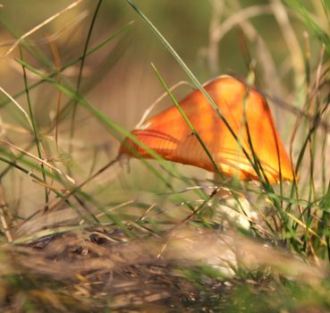 mushroom in forest
