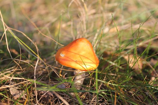 mushroom in forest