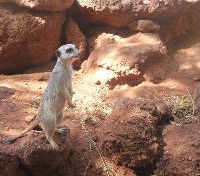 Typical alert meerkat pose