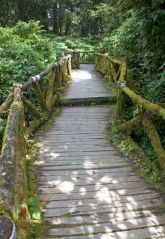 Stairway to forest walk into nature moss.