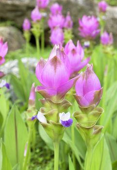 Field of Blooming curcuma (Curcuma alismatifolia)