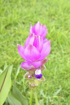 Field of Blooming curcuma (Curcuma alismatifolia)