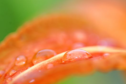 a flower petal covered with a drop of water