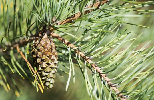 closeup from a pine cone in  the tree