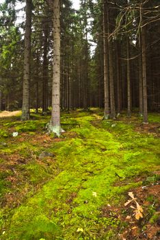 The primeval forest with mossed ground