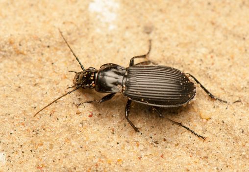 Pterostichus niger