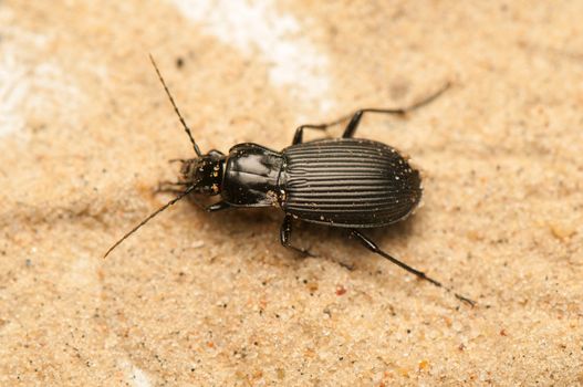 Pterostichus niger