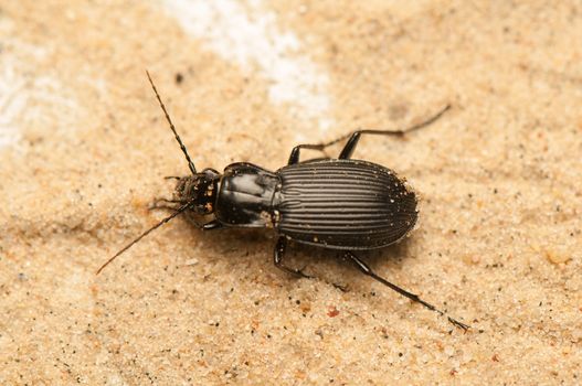 Pterostichus niger