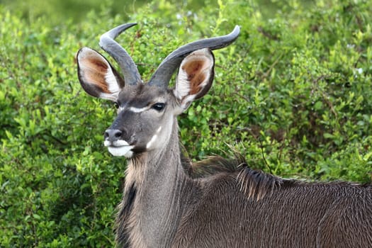 Portrait of a young male kudu antelope in the green African bush