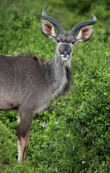 Portrait of a young male kudu antelope in the green African bush