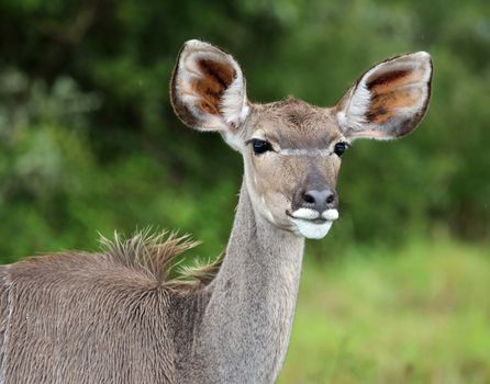 Female kudu with large ears standing in African bush veld