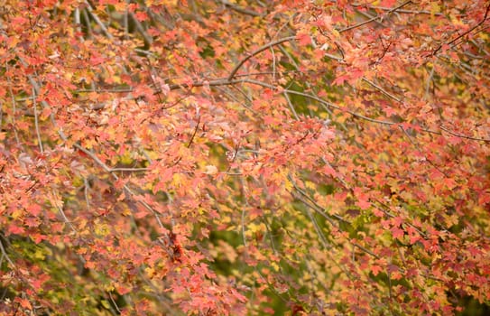 orange maple leaf background in the autumn