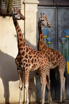 Two giraffes at the zoo in Antwerp