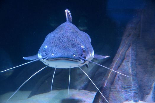 A big fish in an aquarium at the zoo in Antwerp.