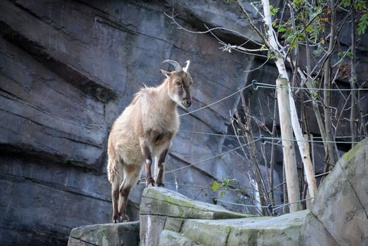 A mountain goat at the zoo in Antwerp.
