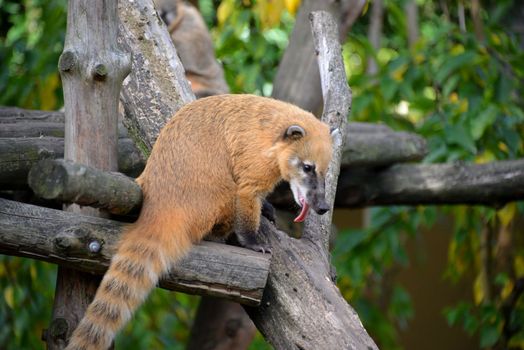 A coati at the zoo of Antwerp.