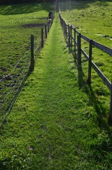Parallel fencing separating two  paddock fields on a farm.